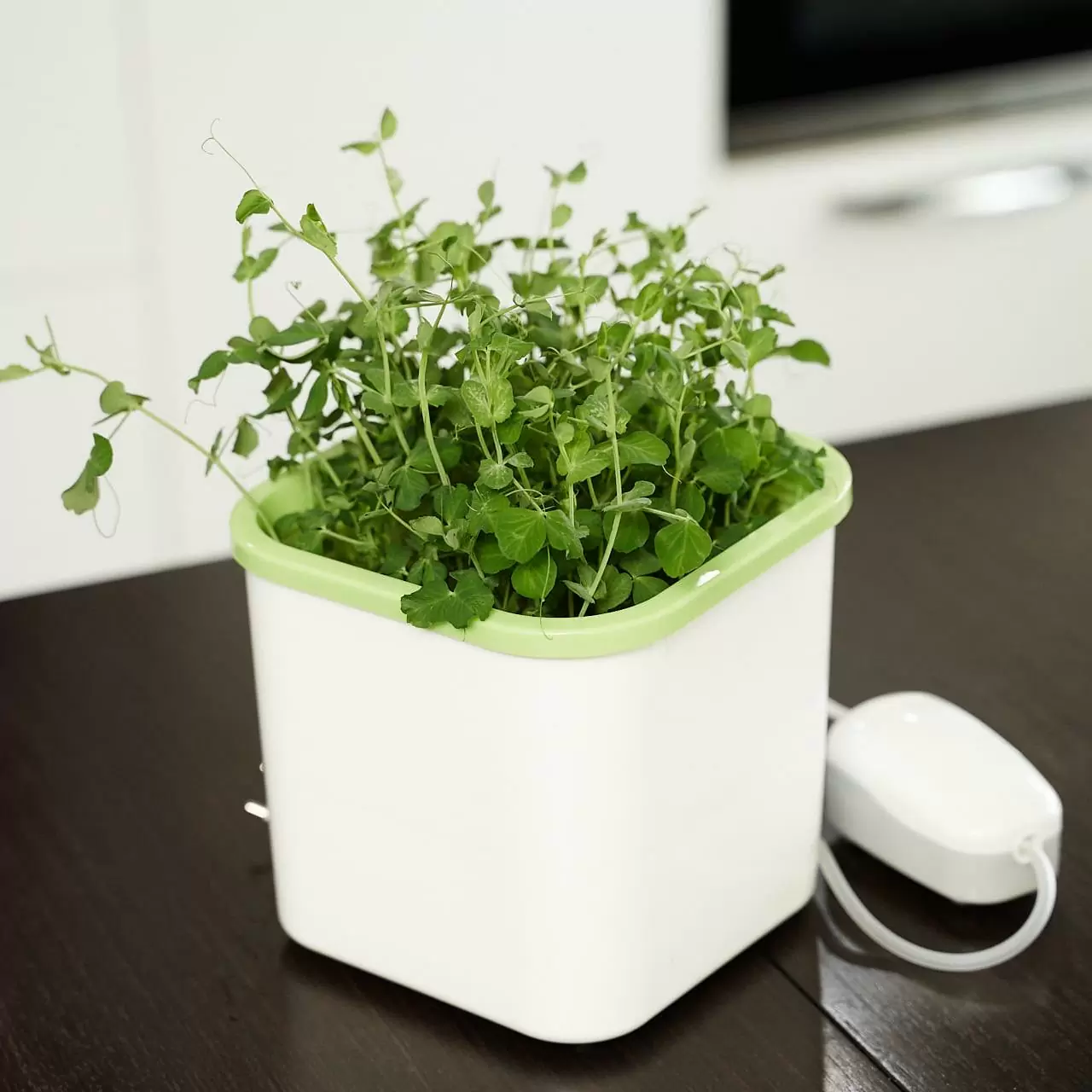 Проращиватель «Здоровья КЛАД Х1» (Домашний АэроСАД)