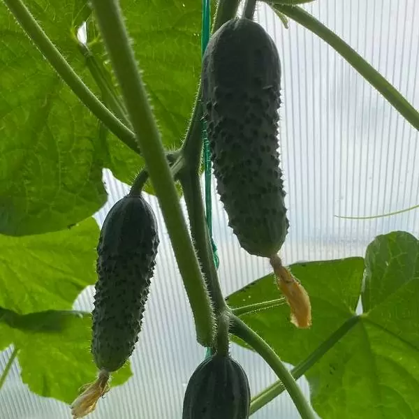 Как правильно посадить огурцы в теплице